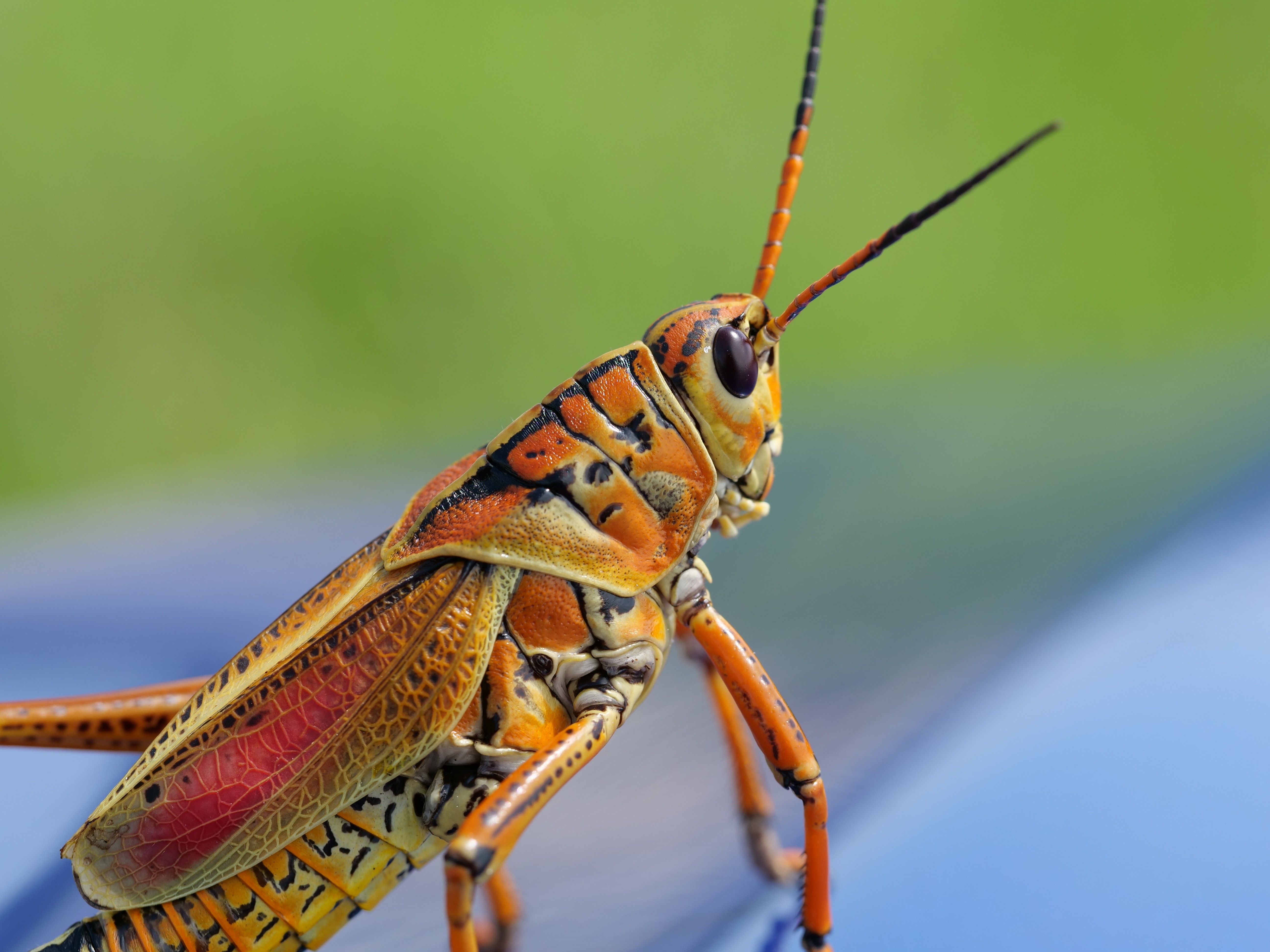 Childhood Shorts – Chapter 8: The Grasshopper Instinct
